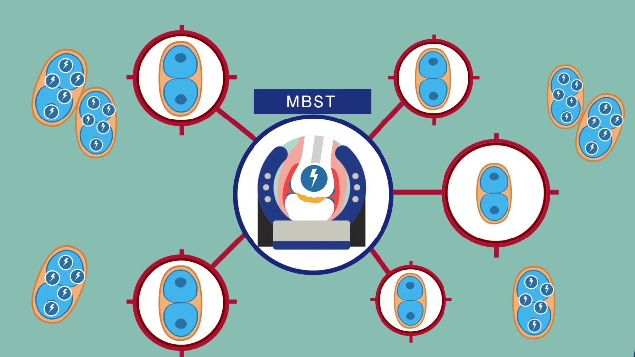 mbst cell regeneration mbst